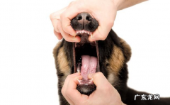 小狗口腔内部內部从不清除的5大损害，情况严重的严重威胁性命，你都知道吗