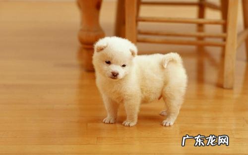 狗狗拉稀呈很稀是什么原因