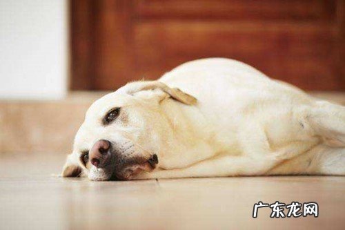 狗狗拉稀呈很稀是什么原因