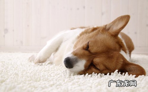 狗狗拉稀呈很稀是什么原因