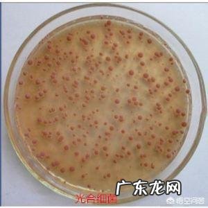 虾池解毒能和培菌培藻一起吗