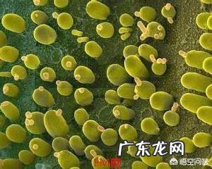 虾池解毒能和培菌培藻一起吗