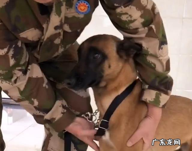 搜救犬排队接种疫苗，狗狗觉得加鸡腿，见到医师后，狗狗的体现会亮