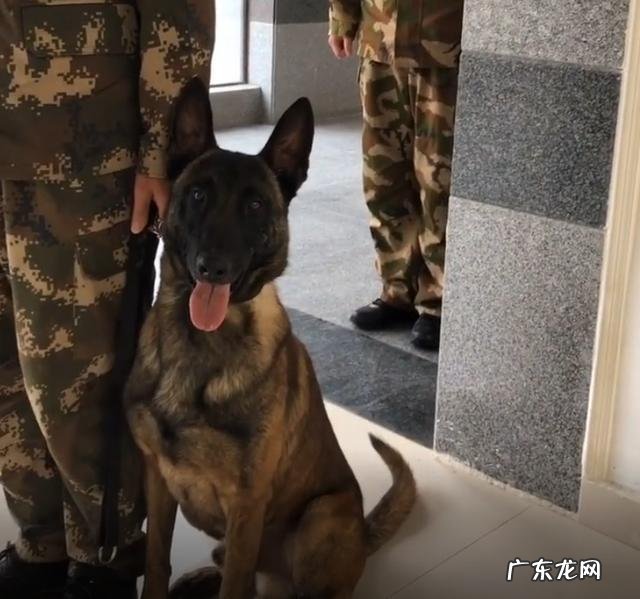 搜救犬排队接种疫苗,狗狗觉得加鸡腿,见到医师后,狗狗的体现会亮