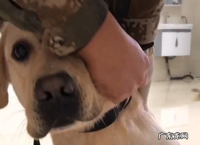 搜救犬排队接种疫苗,狗狗觉得加鸡腿,见到医师后,狗狗的体现会亮