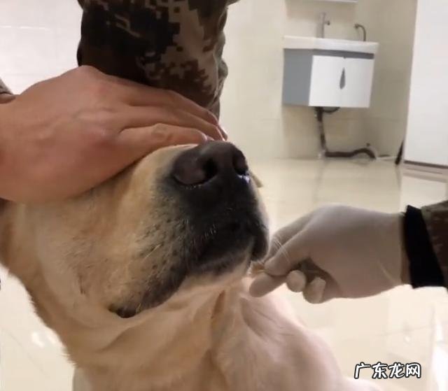 搜救犬排队接种疫苗,狗狗觉得加鸡腿,见到医师后,狗狗的体现会亮
