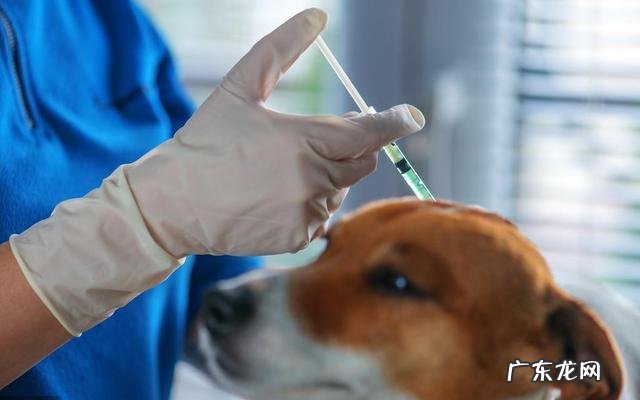 搜救犬排队接种疫苗,狗狗觉得加鸡腿,见到医师后,狗狗的体现会亮