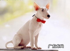 7个月牛头梗总是咳嗽，牛头梗最近一直咳嗽厉害