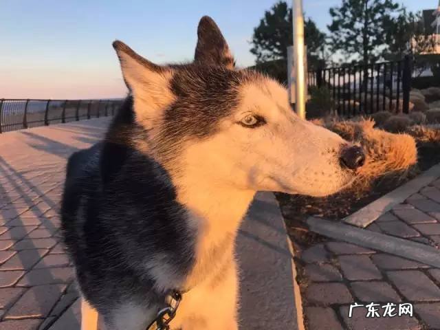 狗狗得了肥大细胞瘤应该怎么办？