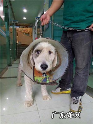 狗狗得了肥大细胞瘤应该怎么办？