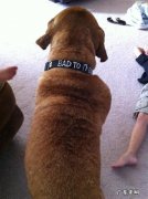 狗狗得了肥大细胞瘤应该怎么办？