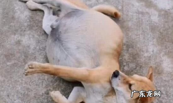 狗狗得了肥大细胞瘤应该怎么办？