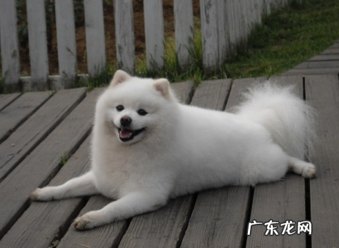 五岁狗狗感冒发高烧能治愈么