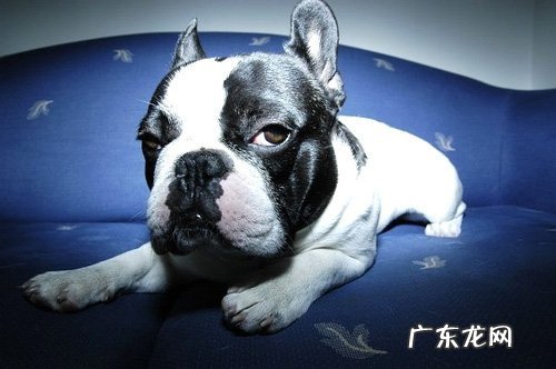 法斗干咳嗽如何处理，法斗干咳嗽变蔫了应该怎么办