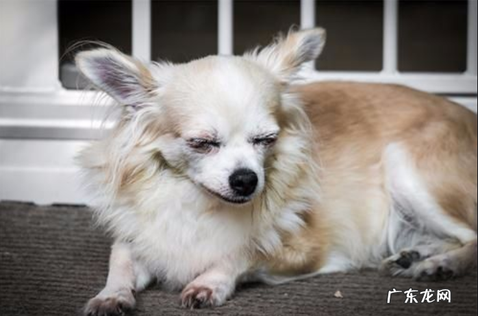 怎么判断小狗有没有发烧感冒?