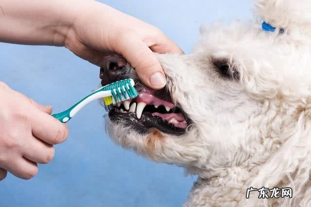 小狗牙龈肿痛症状用什么药有效