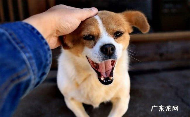 小狗牙龈肿痛症状用什么药有效