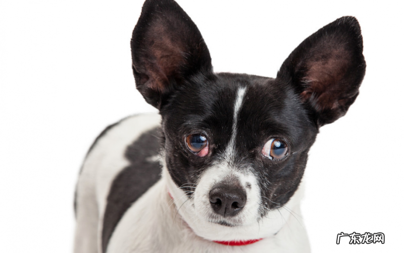 狗狗上火眼圈发红应该怎么办