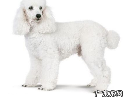 贵宾犬耳螨症状,贵宾犬耳螨的具体表现