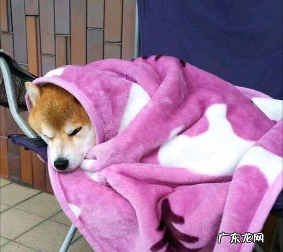 治疗狗狗感冒的土方法