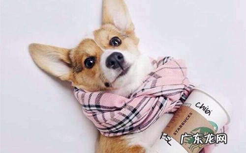 治疗狗狗感冒的土方法