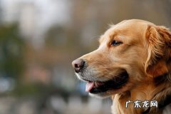 小狗牙龈肿痛是什么病症