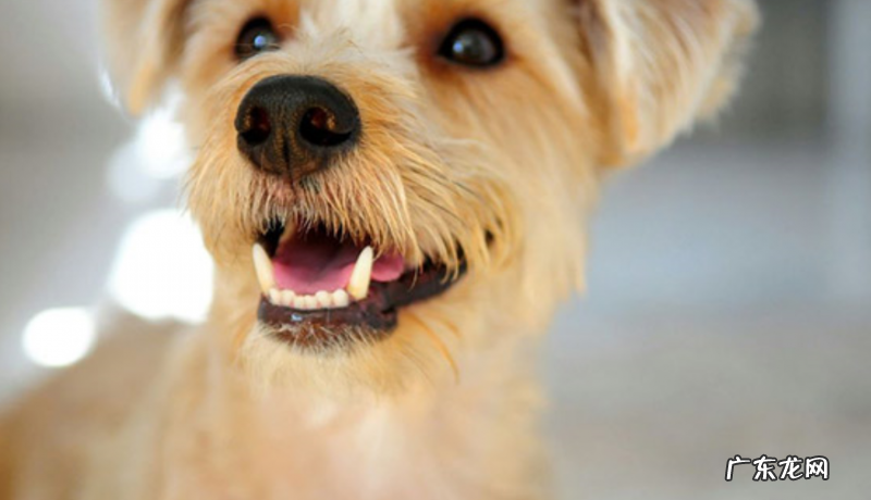 小狗嘴烂了是什么原因