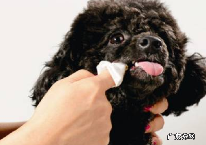 小狗嘴烂了是什么原因