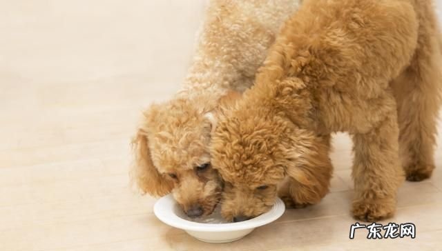 小狗嘴烂了是什么原因