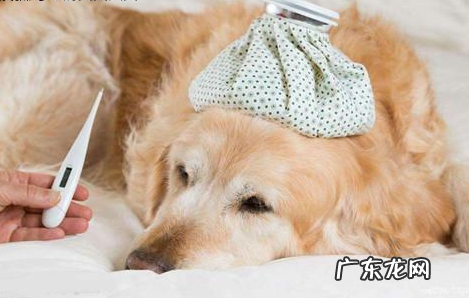 小狗一直醒流鼻水应该怎么办,小狗一直醒鼻尖流鼻水