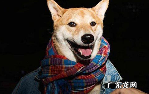 小狗一直醒流鼻水应该怎么办,小狗一直醒鼻尖流鼻水