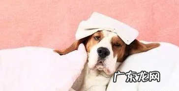 小狗生病前的征兆,猫奴一定要警觉!