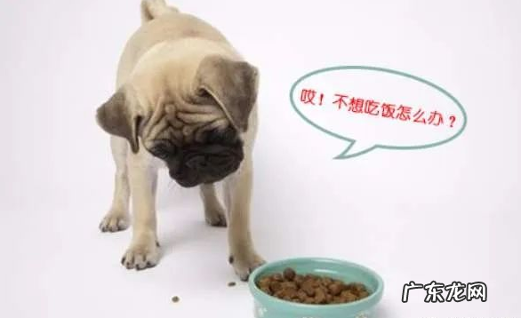 小狗生病前的征兆,猫奴一定要警觉!