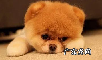 小狗生病前的征兆,猫奴一定要警觉!