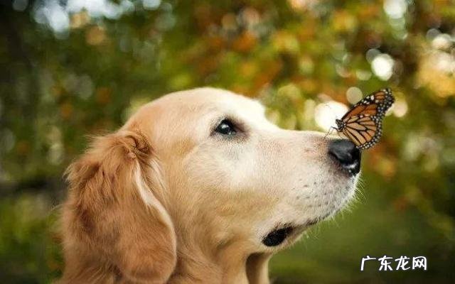 小狗为什么会像哮喘病一样抽真空?