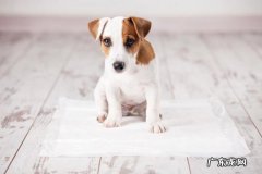 小狗为什么会像哮喘病一样抽真空？