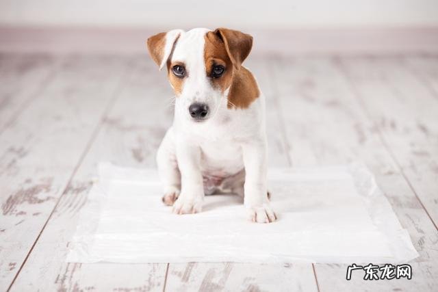 小狗为什么会像哮喘病一样抽真空?