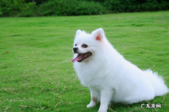 三个月博美拉肚子乳白色的水一样