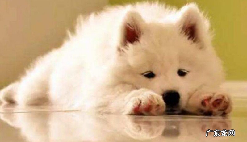 三个月博美拉肚子乳白色的水一样