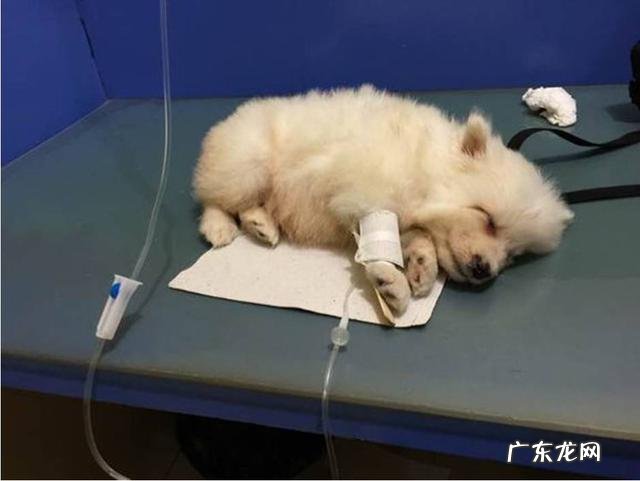 三个月博美拉肚子乳白色的水一样