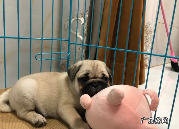 小狗很抗冷？并并不是的，小狗害冷的几种具体表现你清晰吗