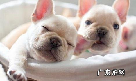 小狗很抗冷?并并不是的,小狗害冷的几种具体表现你清晰吗