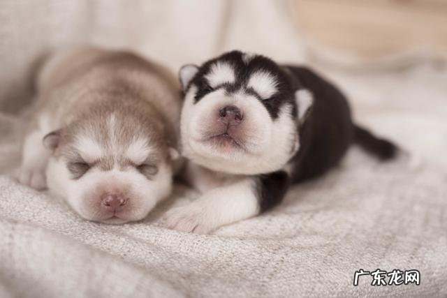 小狗很抗冷？并并不是的，小狗害冷的几种具体表现你清晰吗