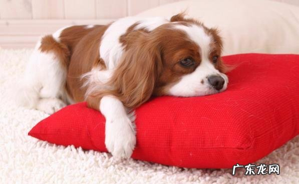 小狗很抗冷?并并不是的,小狗害冷的几种具体表现你清晰吗