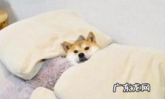 小狗很抗冷？并并不是的，小狗害冷的几种具体表现你清晰吗