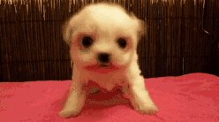 小狗很抗冷？并并不是的，小狗害冷的几种具体表现你清晰吗