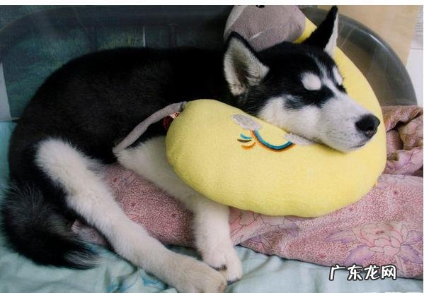 小狗很抗冷？并并不是的，小狗害冷的几种具体表现你清晰吗