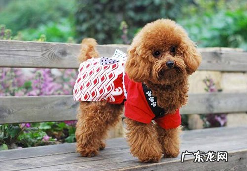 小泰迪狗狗补钙补铁迅速的方法