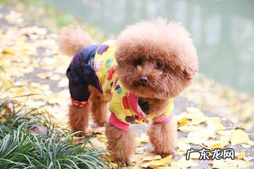 小泰迪狗狗补钙补铁迅速的方法