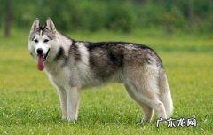 小狗一直滴尿吃什么中药